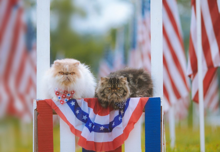 Democracy Is No Joke